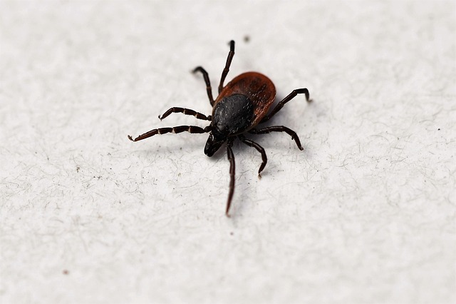 Lyme Disease (Borellia Burgdorferi) Blood Test