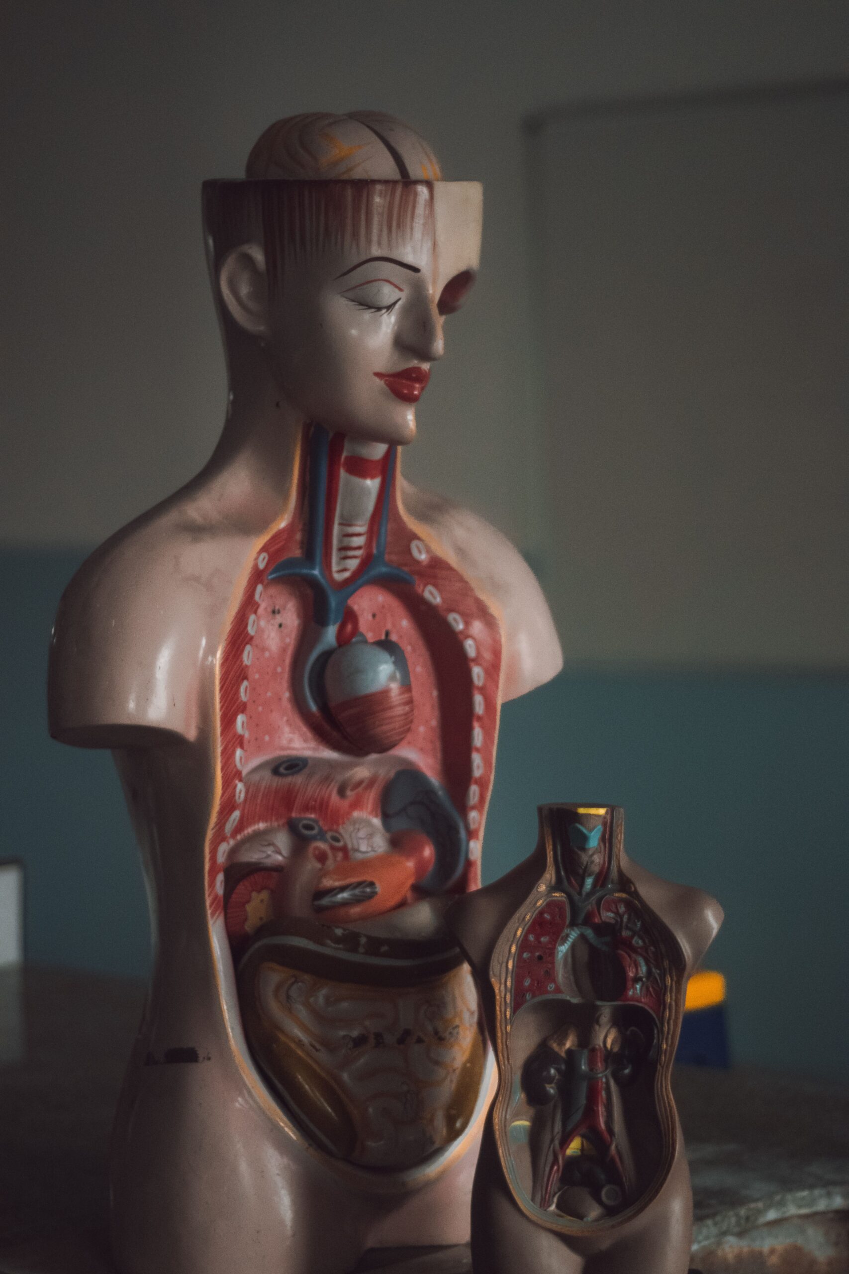 Liver Enzymes